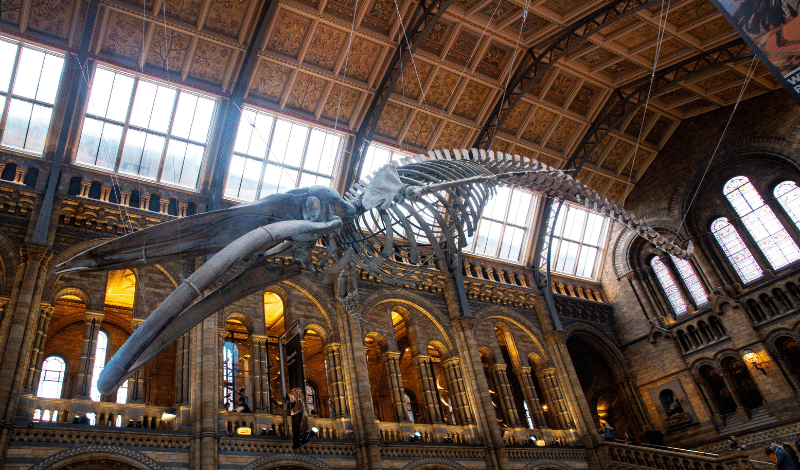Natural History Museum