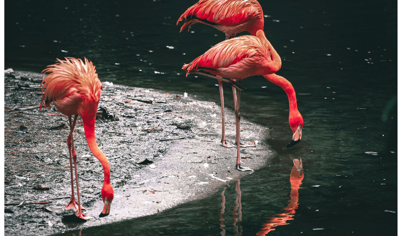 American Animals Zoo